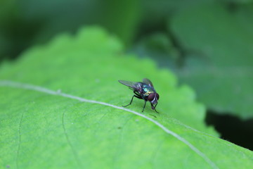 magic fly, social insect, macro