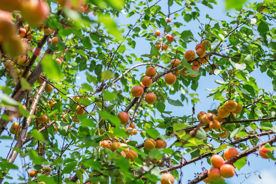 Ripe sweet apricot fruits growing on a apricot tree branch in orchard