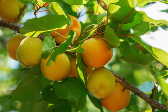 Ripe sweet apricot fruits growing on a apricot tree branch in orchard