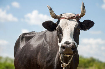 Black and white cow on a summer pasture