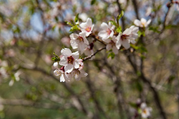 Obraz premium Almond Tree, North Khorasan, Iran