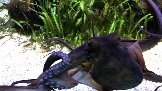 Octopus swimming in an aquarium