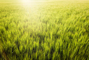 Gerstenfeld im Sonnenschein
