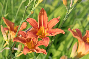 Taglilien, Hemerocallis