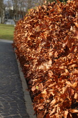 Autum leaves