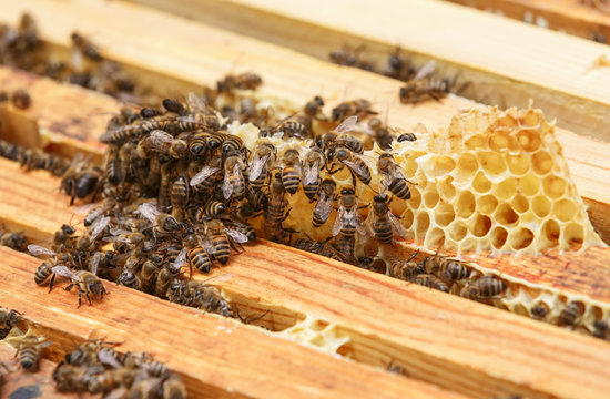 Много пчел ползают по рамкам с медом в улье