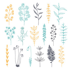 Botanical doodle color illustration, vector set with drawn leaves, herbs and flowers, floral collection isolated on white background