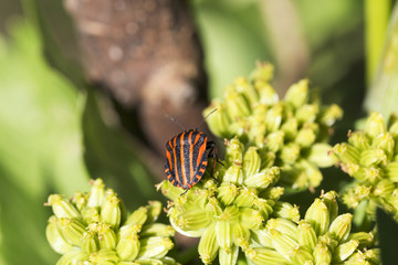 Detail of red Bug in the Nature, Graphosoma lineatum