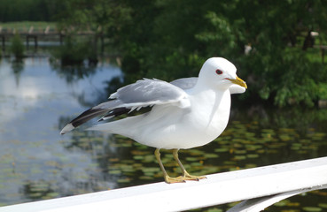 Seagull at the pier