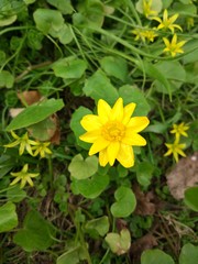 Spring Flowers in Moscow, year 2017