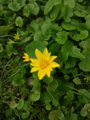 Spring Flowers in Moscow, year 2017