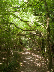 beautiful lush country path through trees overhead