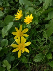 Spring Flowers in Moscow, year 2017