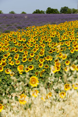 Fototapeta premium lavandes en Provence