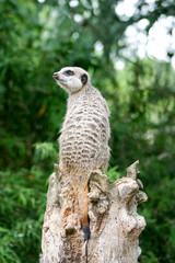 Meerkat