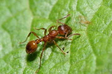 Fototapeta na wymiar Ant