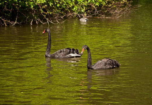 Two Black Swans