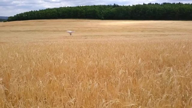 Drone flight over wheat field. Ripe cereals before harvest. New tool for farmers use drones to inspect of cultivated fields. Modern technology in agriculture. 