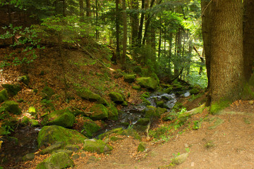 River flowing through a green coniferous forest with waterfall. Kamianka river and Kamianetskyi waterfall in Carpathian mountains, National Park Skole Beskids, Ukraine. Rocks, stones, water