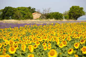 lavandes en Provence