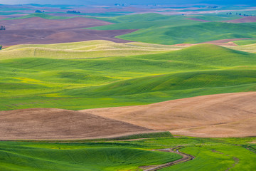 Amazing green hills. Plowed fields, an incredible drawing of the earth. Steptoe Butte State Park, Eastern Washington, in the northwest United States.