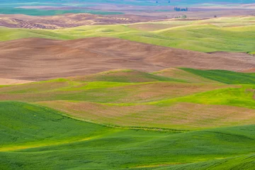 Zelfklevend Fotobehang Amazing green hills. Plowed fields, an incredible drawing of the earth. Steptoe Butte State Park, Eastern Washington, in the northwest United States. © khomlyak