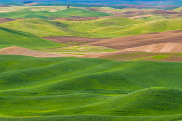 Obraz premium Amazing green hills. Plowed fields, an incredible drawing of the earth. Steptoe Butte State Park, Eastern Washington, in the northwest United States.