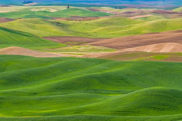 Tuinposter Amazing green hills. Plowed fields, an incredible drawing of the earth. Steptoe Butte State Park, Eastern Washington, in the northwest United States. © khomlyak