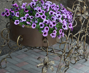 Fototapeta na wymiar Beautiful flowers of lilac petunia in a wrought iron trolley, landscape design, scenery 