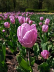 Obraz premium Spring Flowers in Moscow, year 2017
