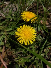 Spring Flowers in Moscow, year 2017