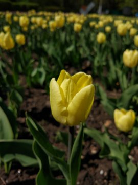 Spring Flowers in Moscow, year 2017