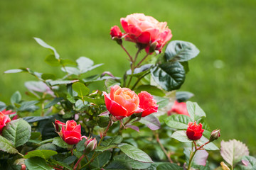 Red roses grow in summer garden. Closeup