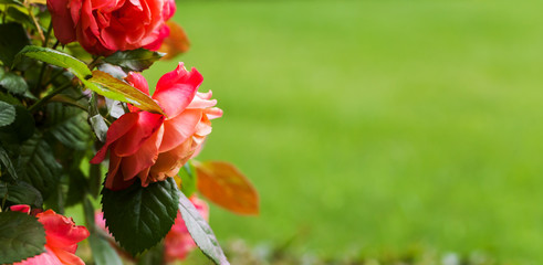 Red rose in summer garden. Copy space