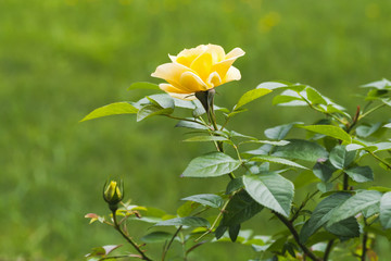 Yellow rose in summer garden. Close-up - Powered by Adobe