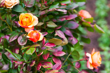 Colorful roses bush in summer garden