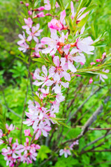 Almond in bloom. Bright pink flowers