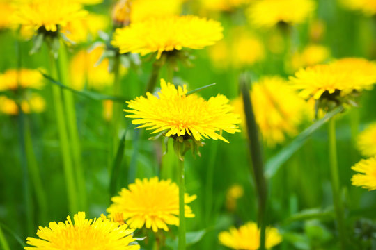 Bright yellow dandelion flowers