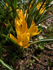 Spring Flowers in Moscow, year 2017