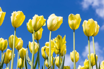 Yellow tulips over blue sky background. Spring season background.