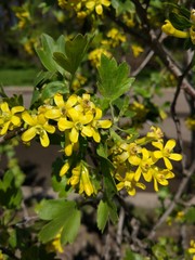 Spring Flowers in Moscow, year 2017