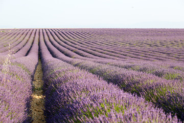 Fototapeta na wymiar lavandes en Provence