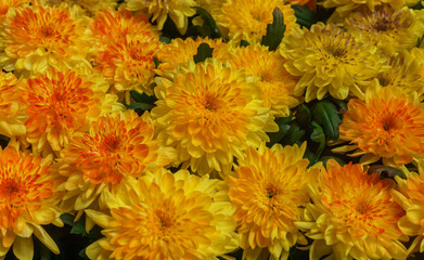 Obraz premium Beautiful yellow Chrysanthemum flower in the garden.