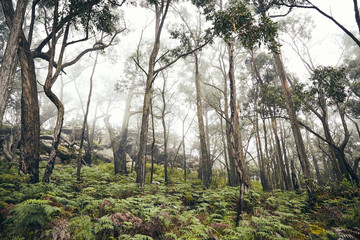Obraz premium Wald im Nebel
