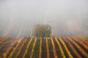 Autumnal Tree In Fog Among Vineyards.Scenic Autumn Landscape With Autumn Tree, Fog And Colorful Rows Of Grape Vines. Autumn Colorful Vineyards Of Czech Republic.Background Of Autumn Vineyards Rows.
- 162293560