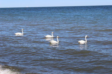 Schwäne in der Ostsee