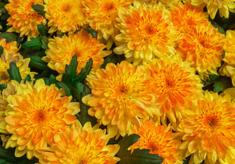 Obraz premium Beautiful yellow Chrysanthemum flower in the garden.