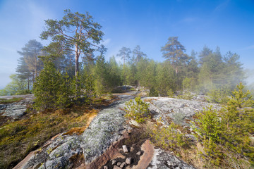 Pines on the shore of Ladoga Lake