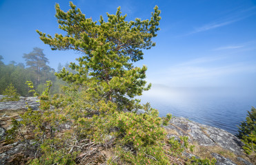 Pine on the shore of Ladoga Lake