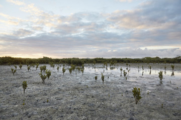 Naklejka premium Pflanzen am Strand in Ebbe
